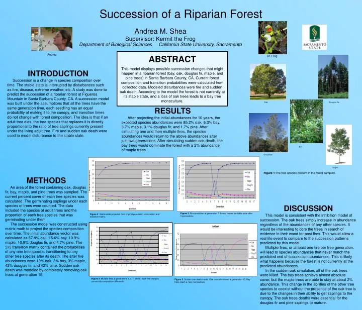 succession of a riparian forest