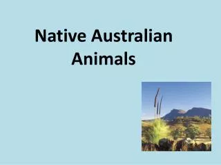 Native Australian Animals