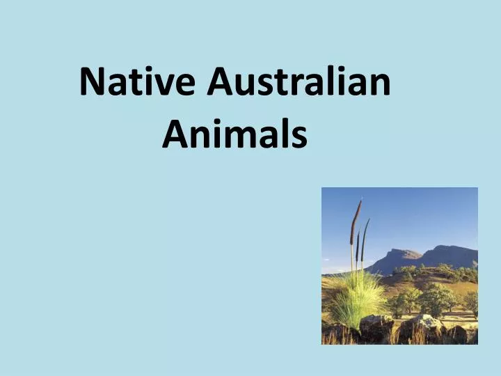 native australian animals