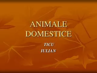 animale domestice