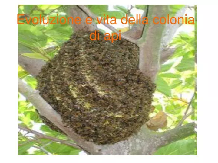 evoluzione e vita della colonia di api