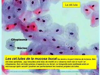 la c l lula
