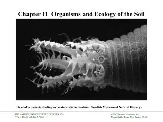 Chapter 11 Organisms and Ecology of the Soil