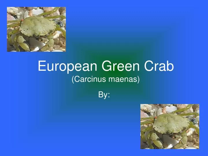 european green crab carcinus maenas