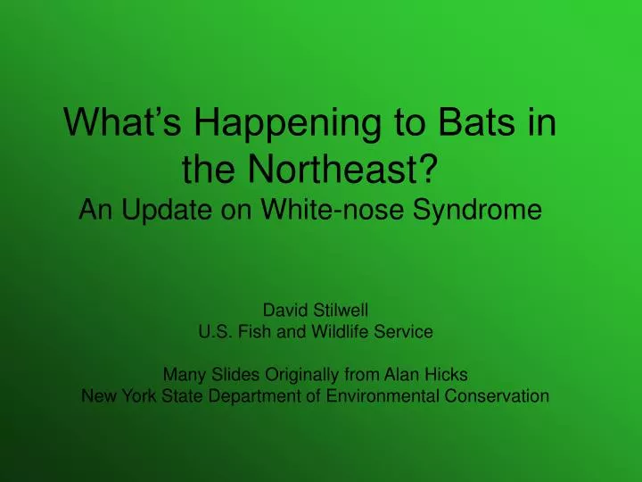 what s happening to bats in the northeast an update on white nose syndrome