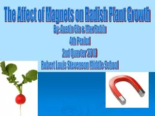 The Affect of Magnets on Radish Plant Growth