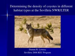 Determining the density of coyotes in different habitat types at the Sevilleta NWR/LTER