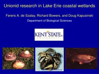 Unionid research in Lake Erie coastal wetlands