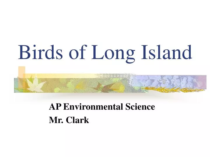 birds of long island