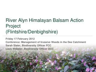 river alyn himalayan balsam action project flintshire denbighshire