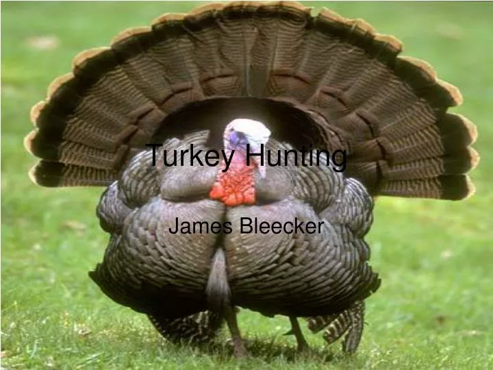 turkey hunting