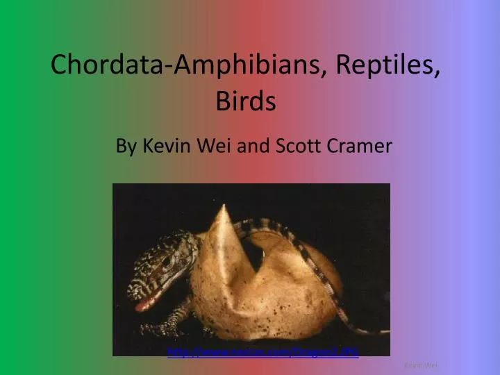 chordata amphibians reptiles birds