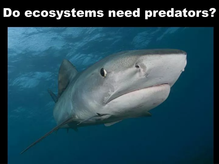 do ecosystems need predators