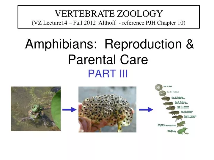 amphibians reproduction parental care part iii