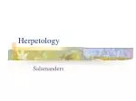 Herpetology - slide 1