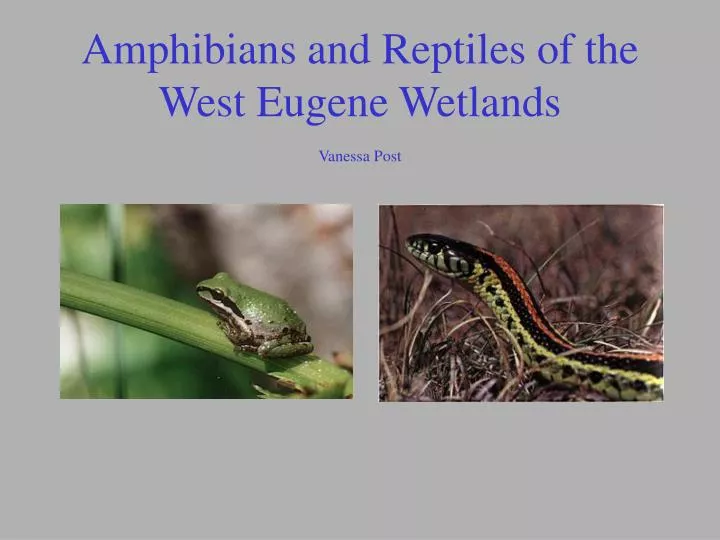 amphibians and reptiles of the west eugene wetlands vanessa post
