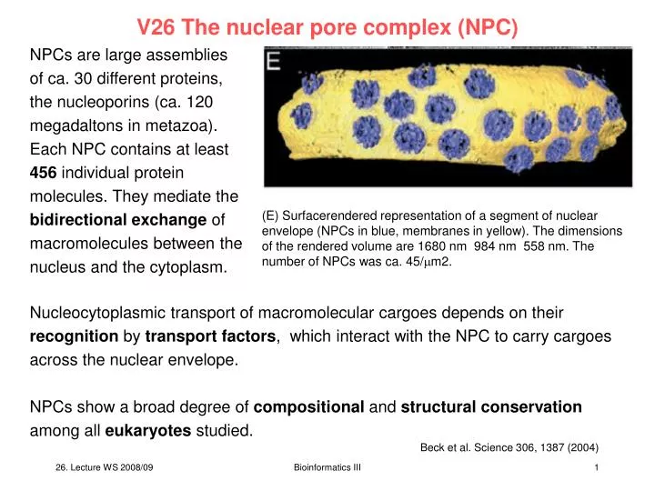 v26 the nuclear pore complex npc