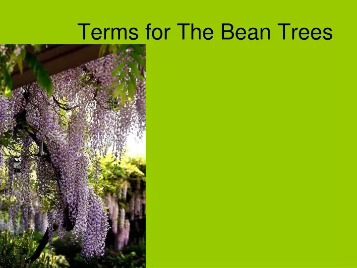 terms for the bean trees