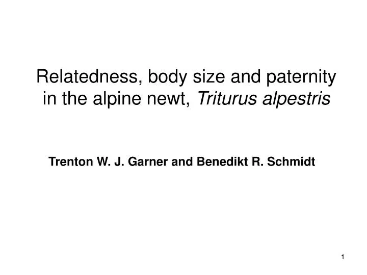 relatedness body size and paternity in the alpine newt triturus alpestris