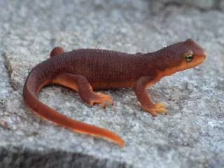 Rough Skinned Newt Taricha granulosa