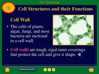 The cells of plants, algae, fungi, and most bacteria are enclosed in a cell wall.