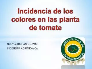 i ncidencia de los colores en las planta de tomate