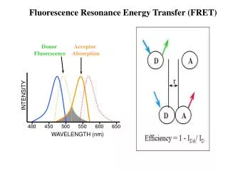 Fluorescence Resonance Energy Transfer (FRET)