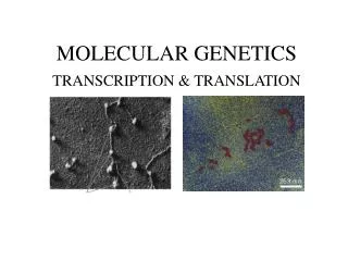 MOLECULAR GENETICS TRANSCRIPTION &amp; TRANSLATION