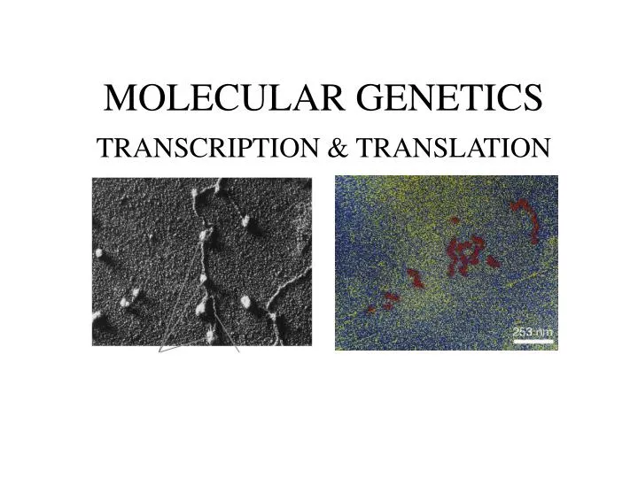 molecular genetics transcription translation