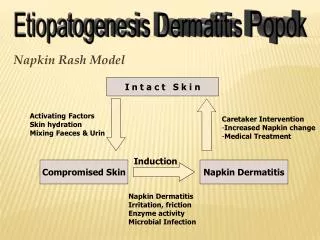 Etiopatogenesis Dermatitis Popok