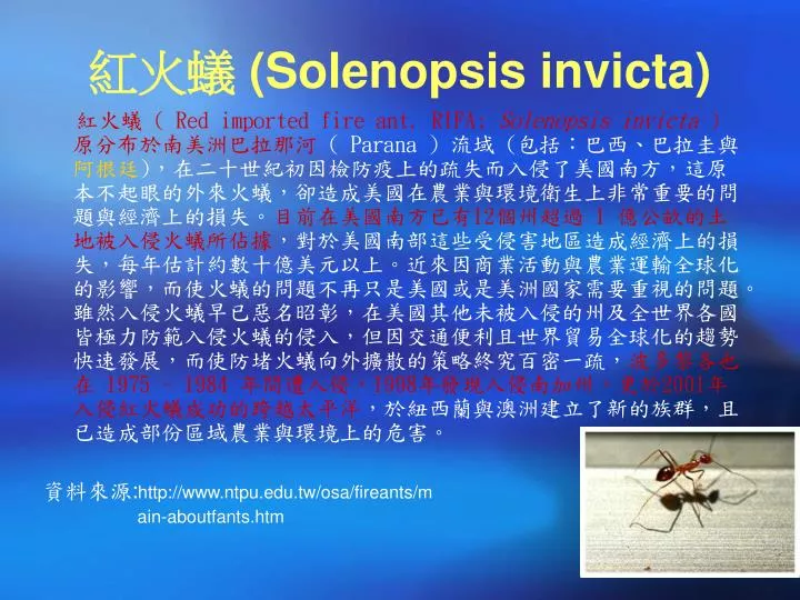 solenopsis invicta