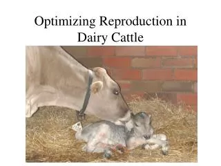 Optimizing Reproduction in Dairy Cattle