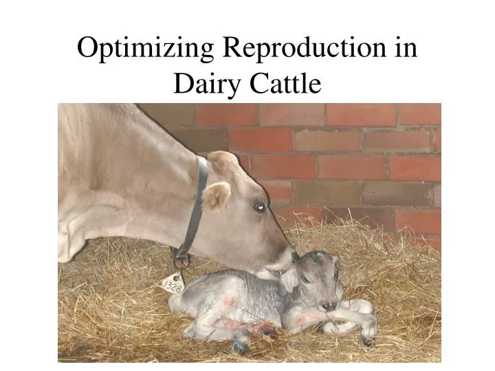 optimizing reproduction in dairy cattle