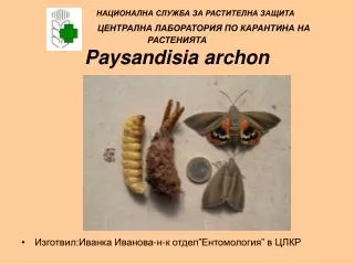 paysandisia archon