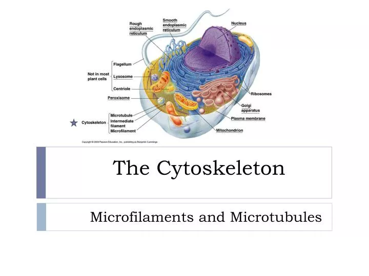 the cytoskeleton