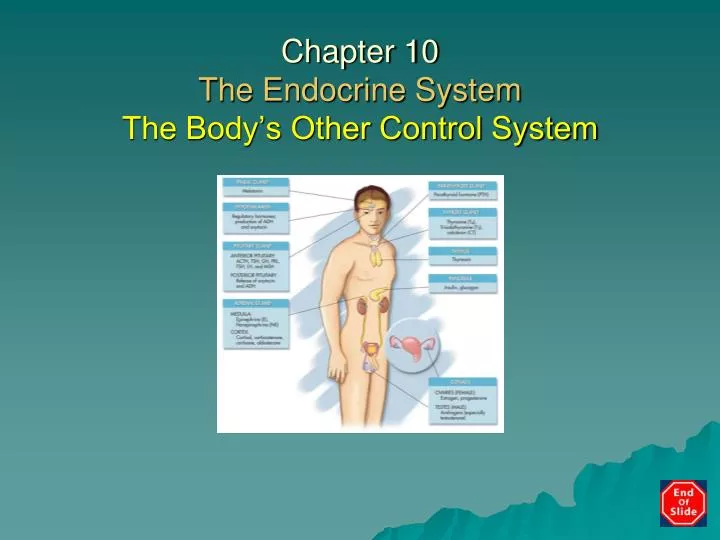chapter 10 the endocrine system the body s other control system
