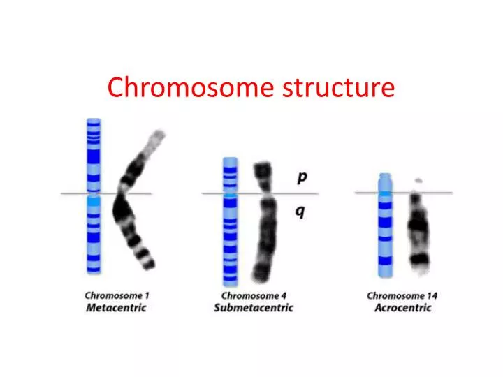 chromosome structure