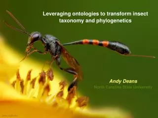 Leveraging ontologies to transform insect taxonomy and phylogenetics