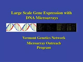 Large Scale Gene Expression with DNA Microarrays