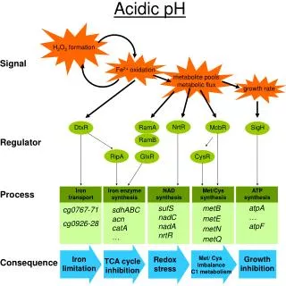 Acidic pH