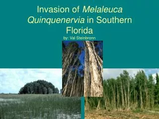 Invasion of Melaleuca Quinquenervia in Southern Florida by: Val Steinbronn