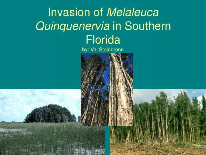 invasion of melaleuca quinquenervia in southern florida by val steinbronn