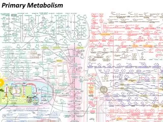 Primary Metabolism