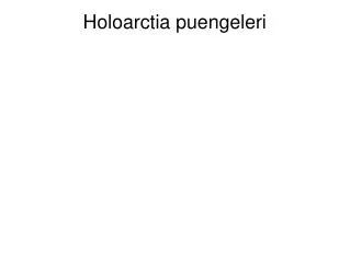 holoarctia puengeleri