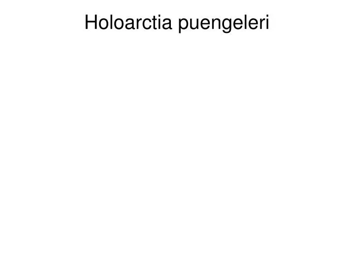 holoarctia puengeleri