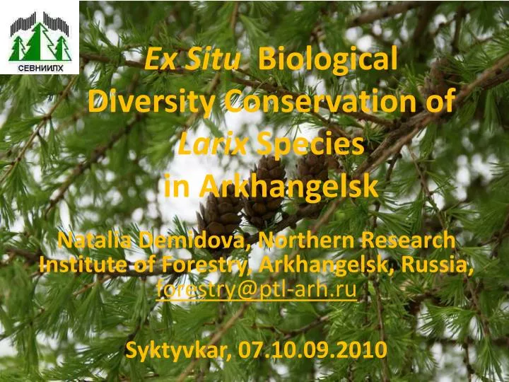 ex situ biological diversity conservation of larix species in arkhangelsk