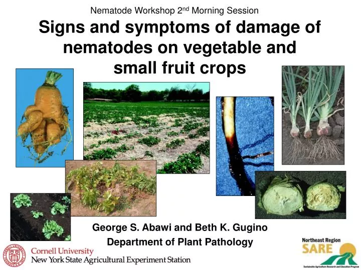 signs and symptoms of damage of nematodes on vegetable and small fruit crops