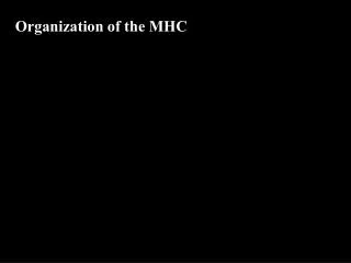 Organization of the MHC