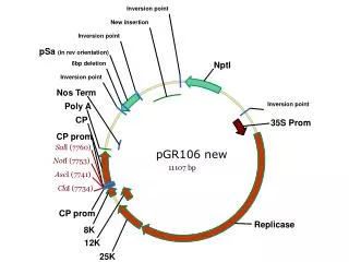 pGR106 new