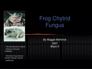 Frog Chytrid 	Fungus By Maggie McKitrick 	2007 	Block II